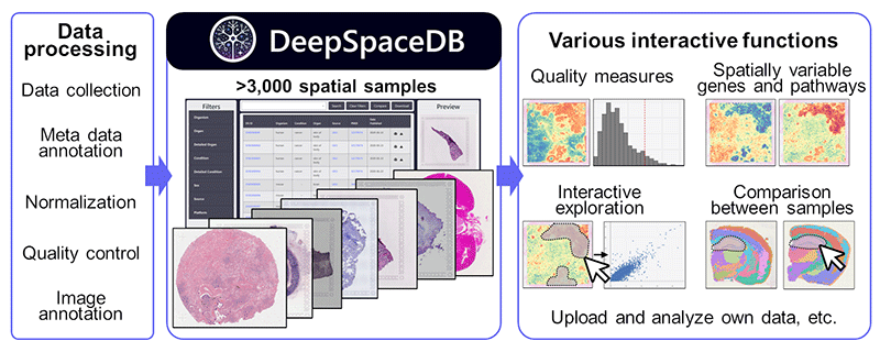 DeepSpaceDB:空間トランスクリプトミクスデータの可視化・統合解析基盤