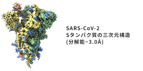 SARS-CoV-2