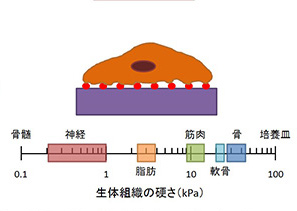 幹細胞工学