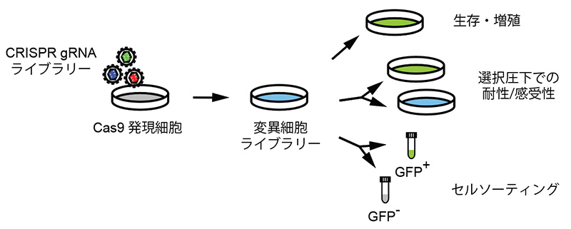 CRISPR screening applications