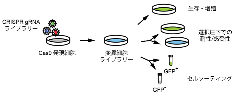 CRISPRスクリーニングの応用