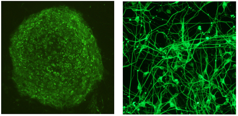 Stem cell biology