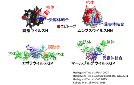 ウイルス蛋白質の機能・構造能解析