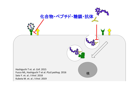 ウイルス性疾患に対する予防・治療法開発