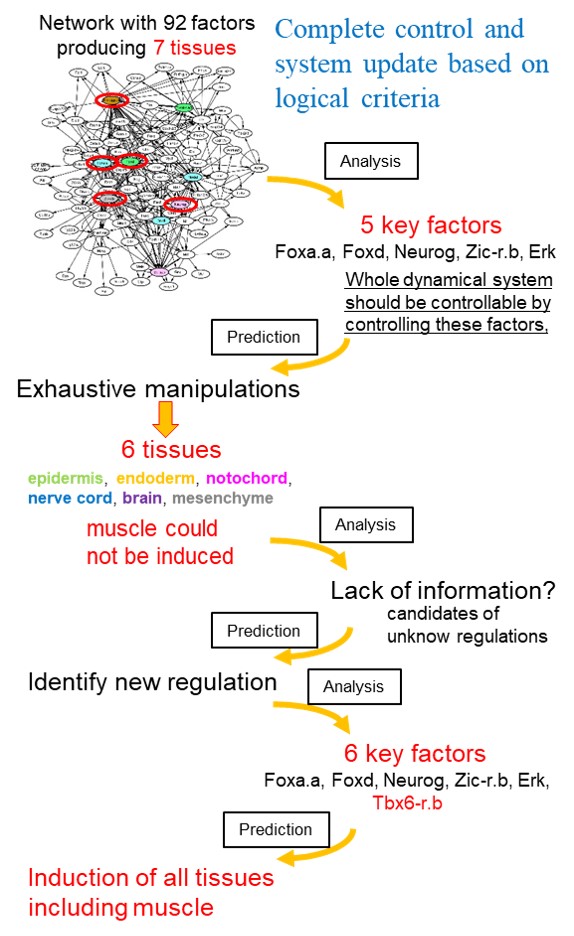 Complete control of a gene regulatory network of ascidian embryo by a ...